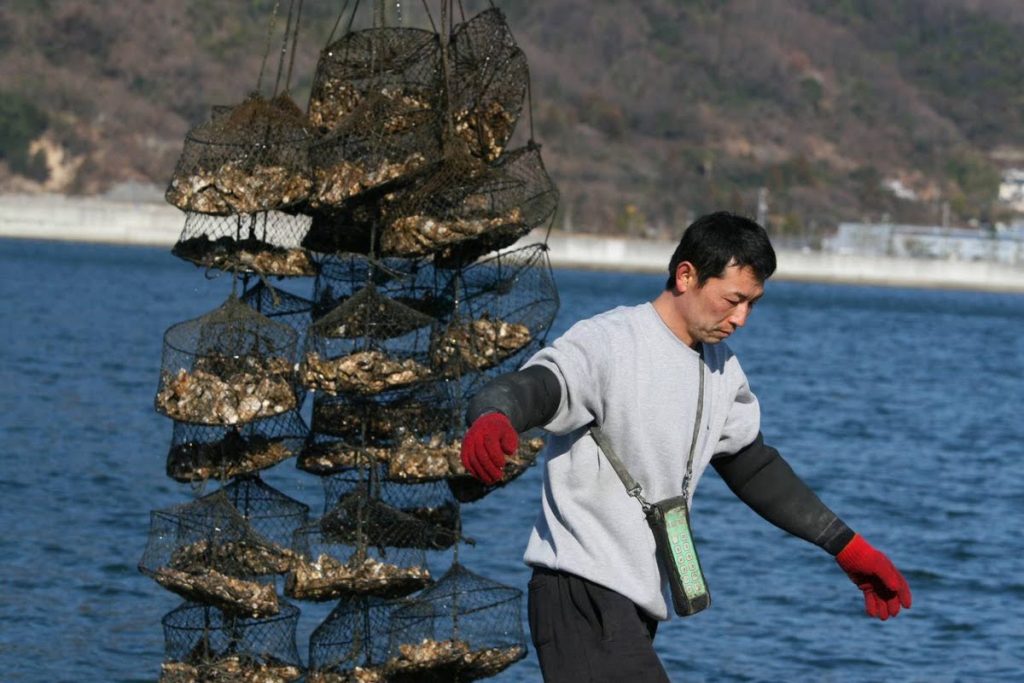 e-oysterの牡蠣の養殖風景